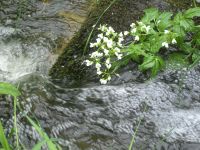 fruehling33 sockabach